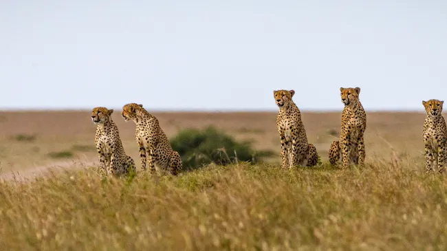 cheetahs
